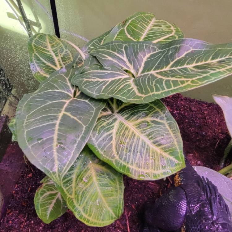 Plant image Syngonium 'Batik'