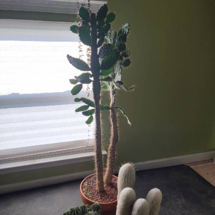 plant image 1629043 plant image 1629043