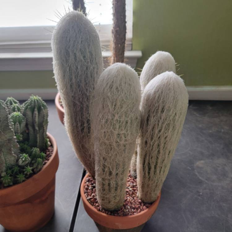 Plant image Espostoa melanostele