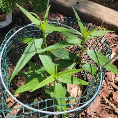 Schweinitz's sunflower