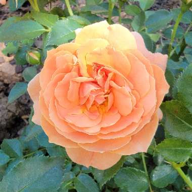 Rose 'At Last' (Floribunda)