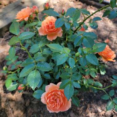 Rose 'At Last' (Floribunda)