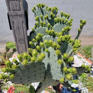Silver Dollar Prickly Pear