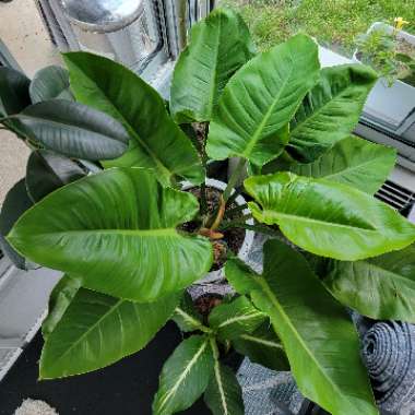 Philodendron 'Imperial Green'