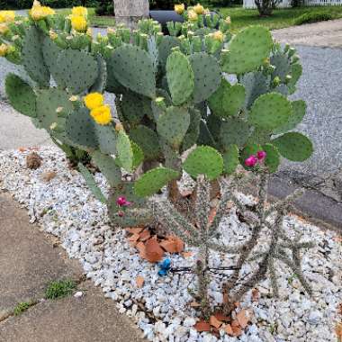 Quolan's garden