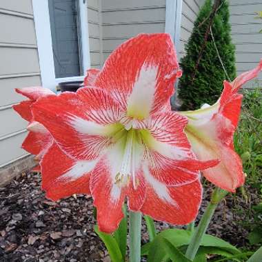 Hippeastrum 'Minerva'