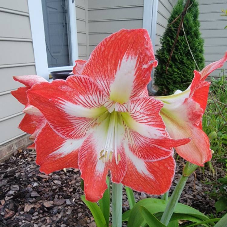 plant image 1671832