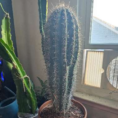 Mexican giant cardon