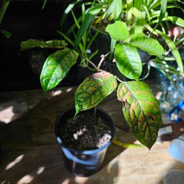 African Butterfruit