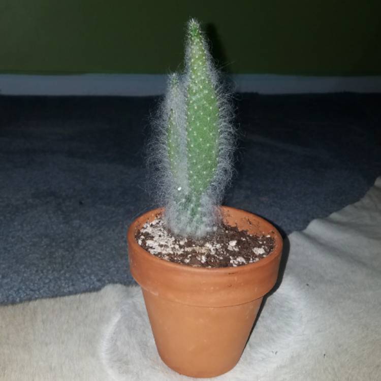 plant image 593912