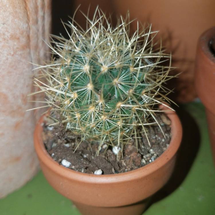 Plant image Mammillaria rhodantha