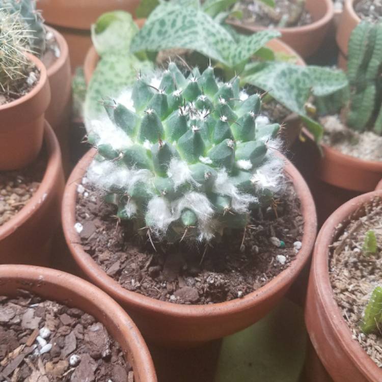 plant image 611256