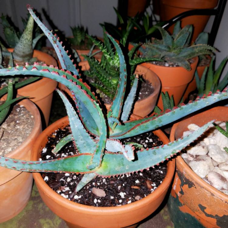 Plant image Aloe Hybrid 'Swordfish'