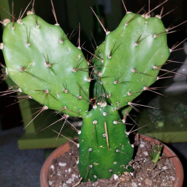 Plant image Brasiliopuntia brasiliensis syn. Opuntia brasiliensis