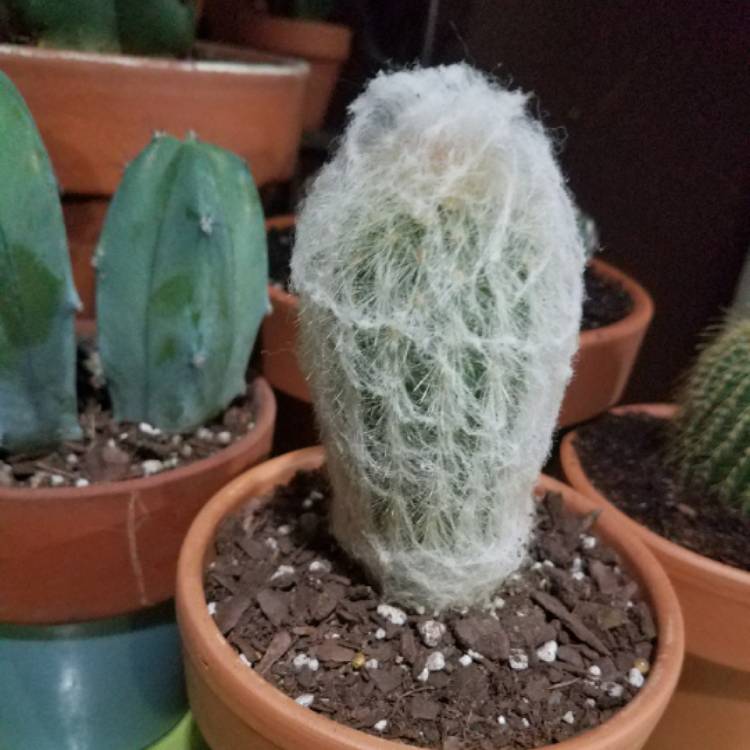 plant image 626506