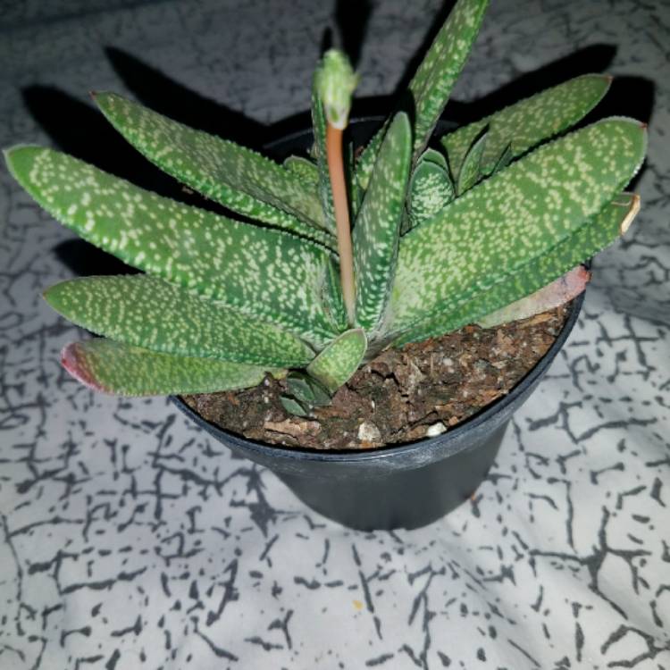 Plant image Gasteria pillansii var. pillansii (Mini)