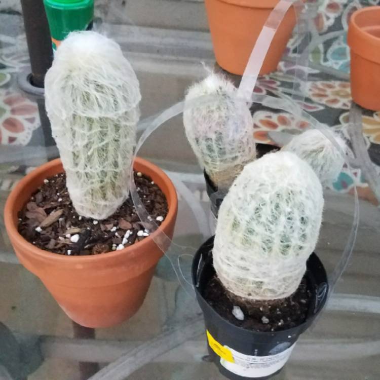 plant image 747275