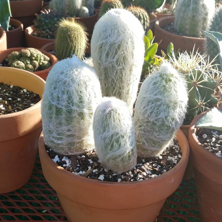 plant image 778093