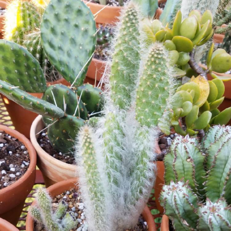 plant image 791009