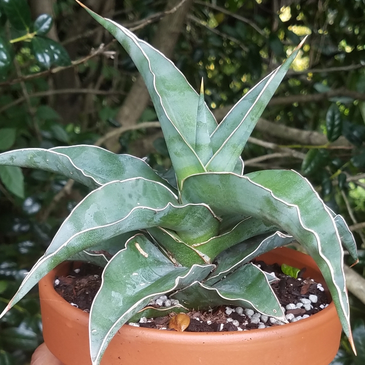 plant image 806487 plant image 806487