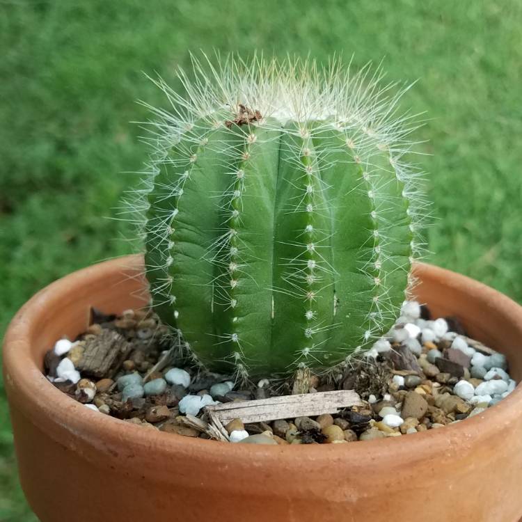 plant image 812731
