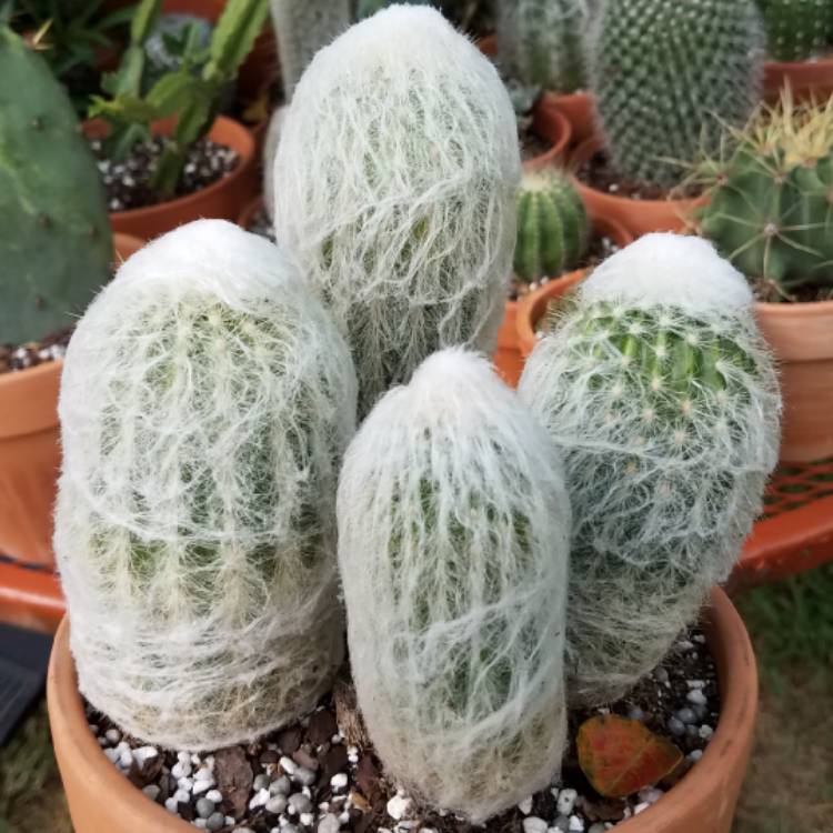plant image 812732