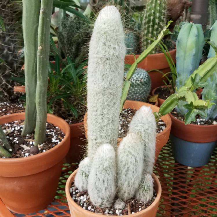 plant image 812734 plant image 812734