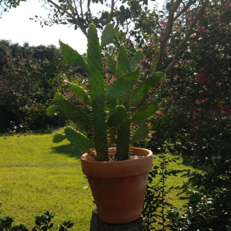 plant image 825827 plant image 825827
