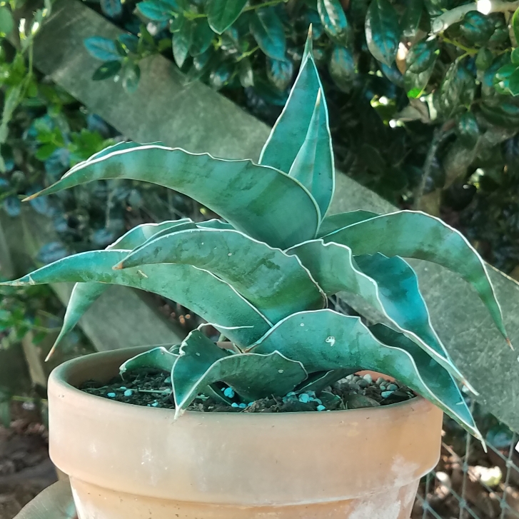 plant image 825850 plant image 825850