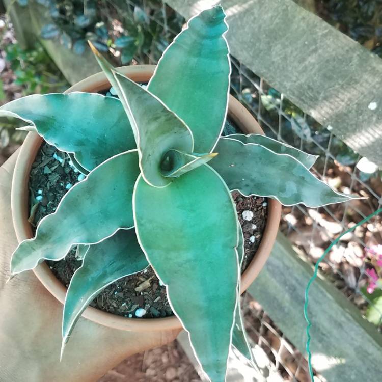 plant image 825852 plant image 825852