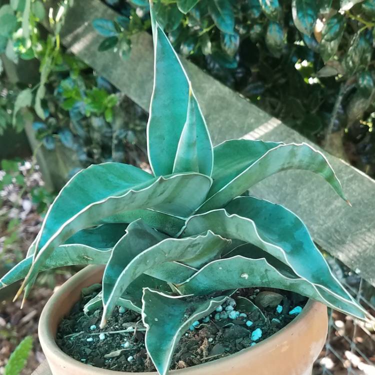 plant image 825856 plant image 825856