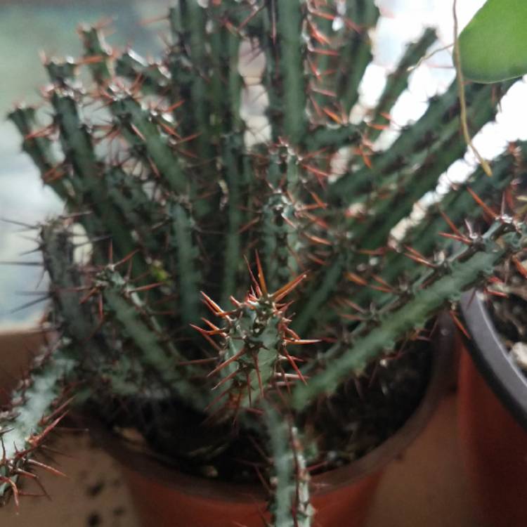 Plant image Euphorbia aeruginosa 'Schweick'