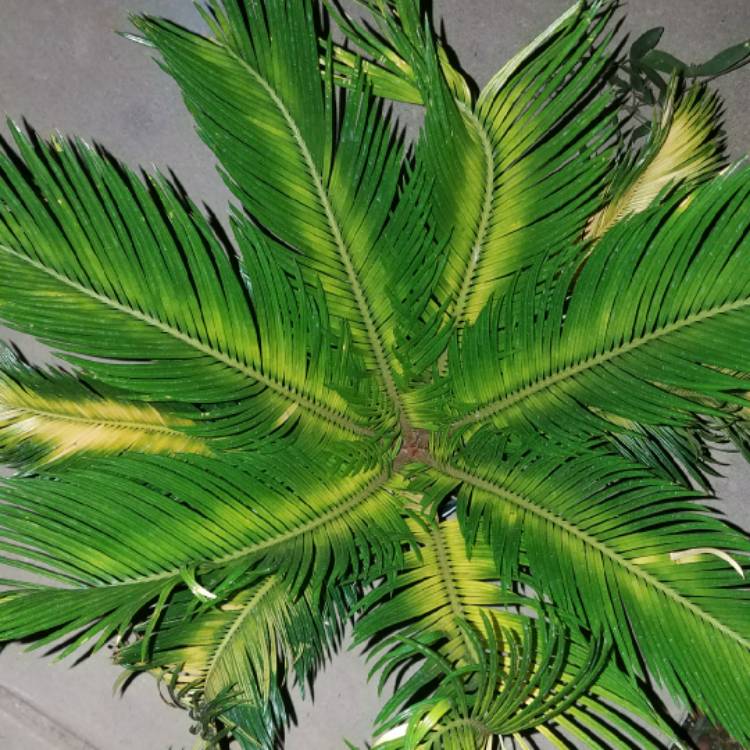 plant image 859885 plant image 859885