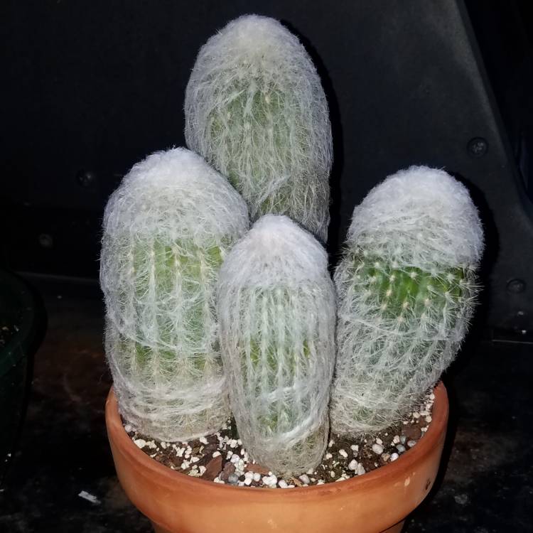 plant image 861256