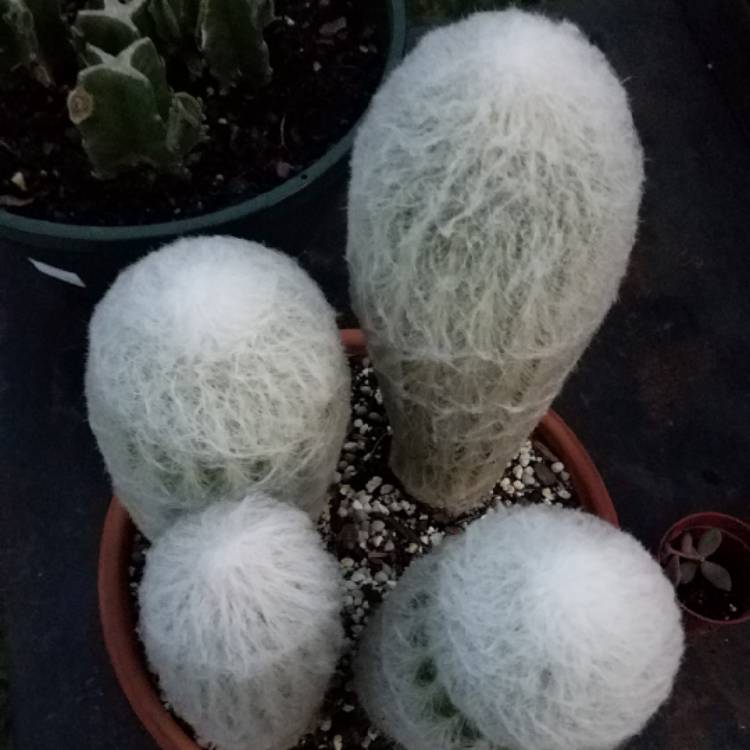 plant image 861258