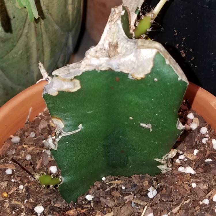 plant image 874240 plant image 874240