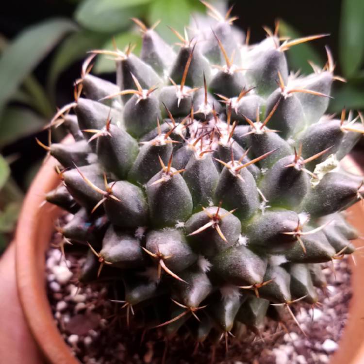 Plant image Mammillaria nejapensis