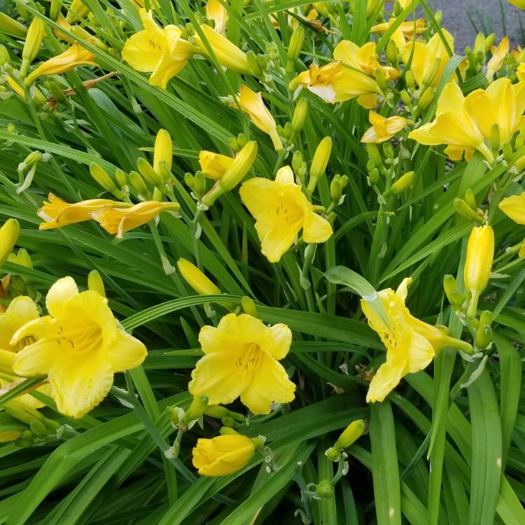 plant image 748072