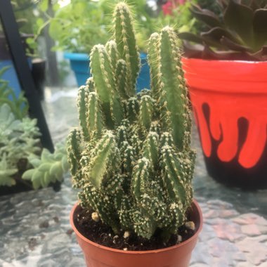 Acanthocereus tetragonus Fairy Castles syn.Cactus tetragonus, Cereus tetragonus, Cactus pentagonus, Cereus pentagonus, Acanthocereus pentagonus, Cereus acutangulus