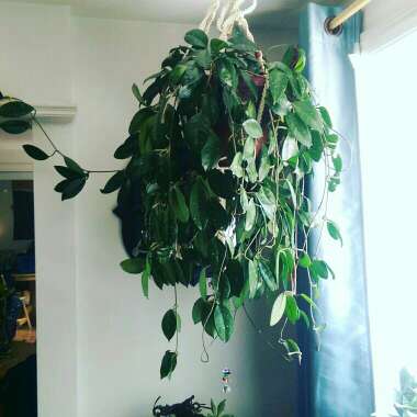 Hoya Carnosa