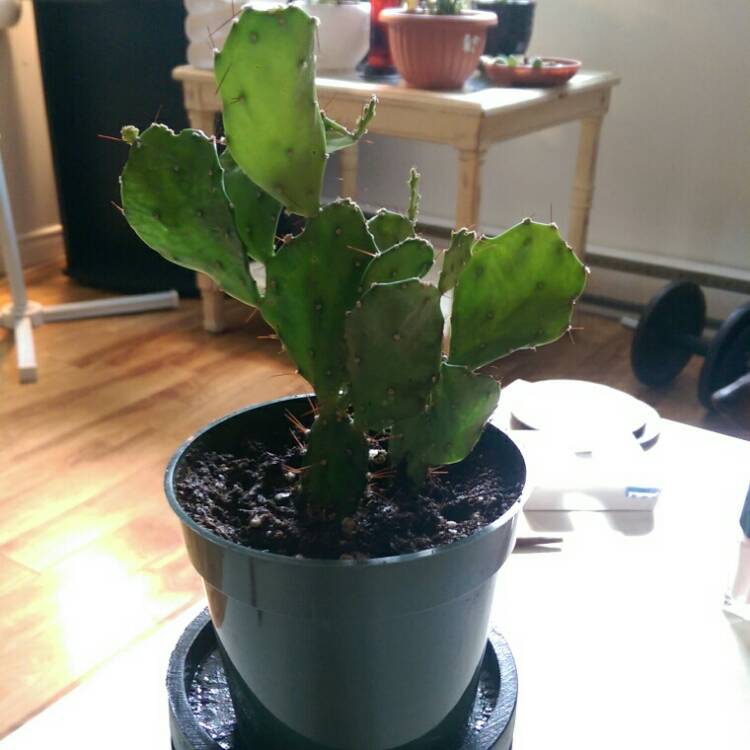 Plant image Opuntia Argentina