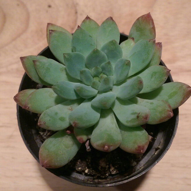 Plant image xSedeveria Blue Elf