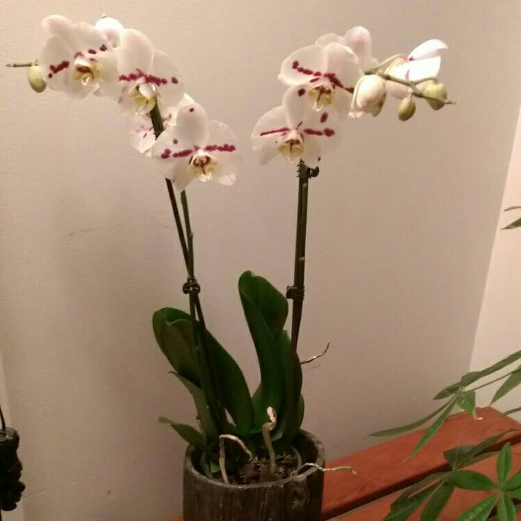 Plant image Phalaenopsis 'Samba Dalmata'