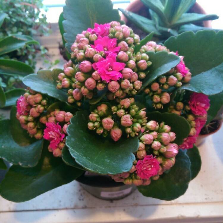 Plant image Kalanchoe blossfeldiana 'Calandiva Pink'