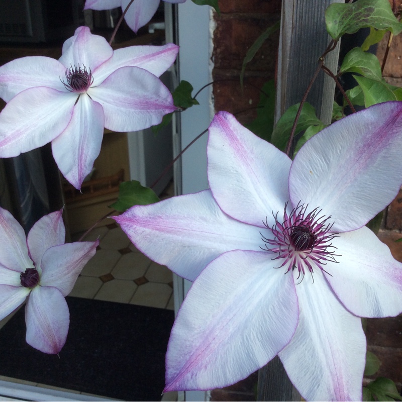 Plant image Clematis 'Fond Memories'