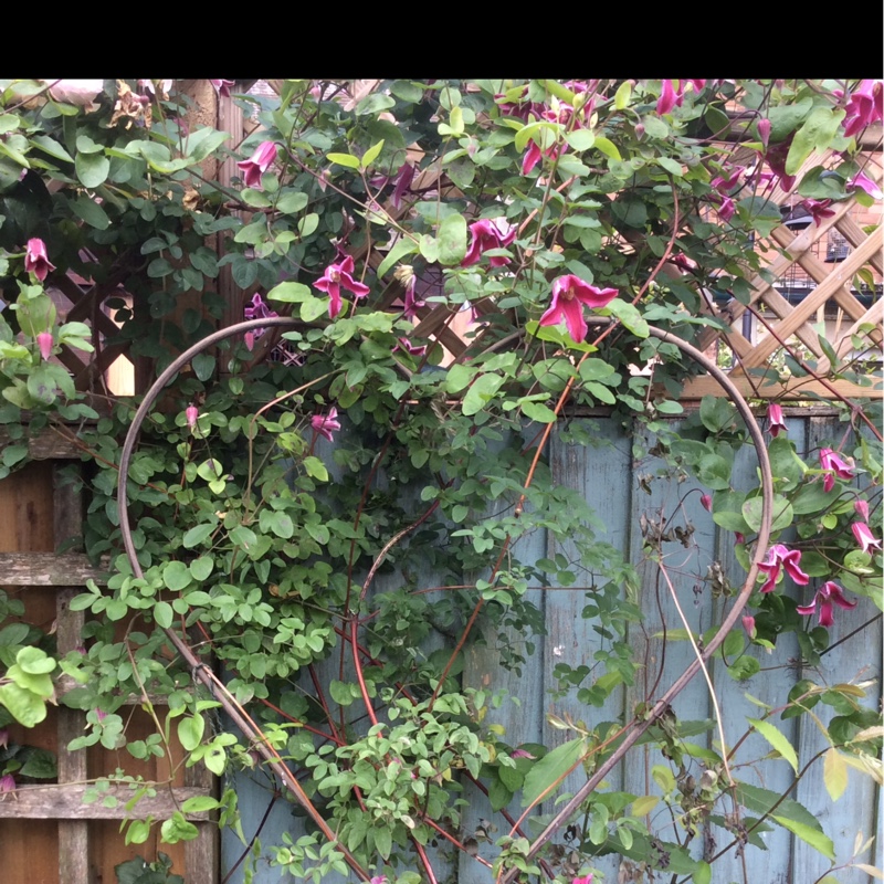 Plant image Clematis texensis 'Etoile Rose'