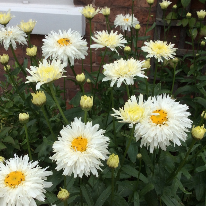 Plant image Leucanthemum x superbum 'Highland White Dream'
