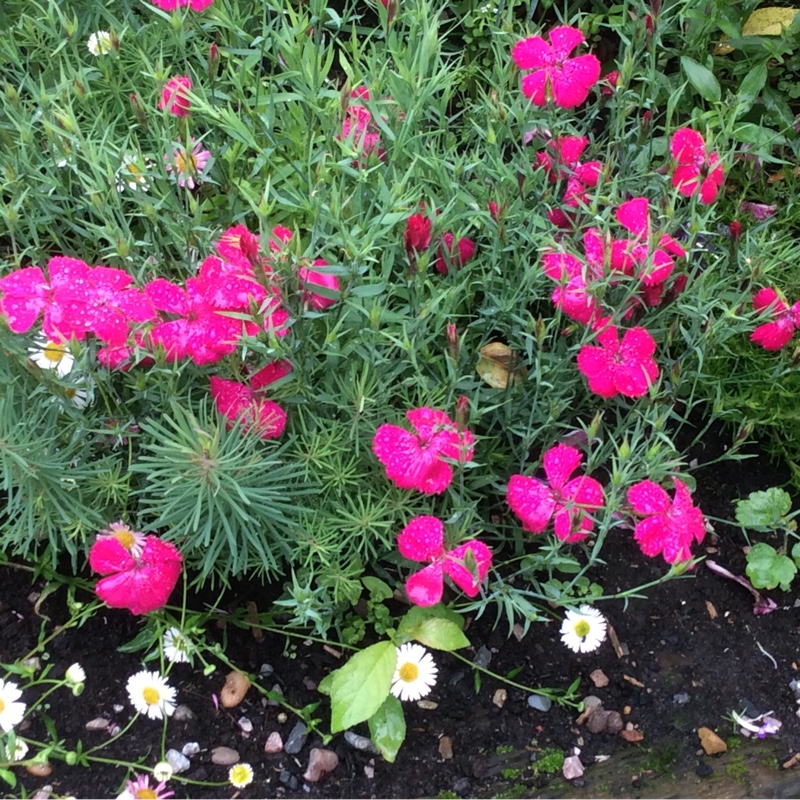 Plant image Dianthus deltoides 'Brilliant'