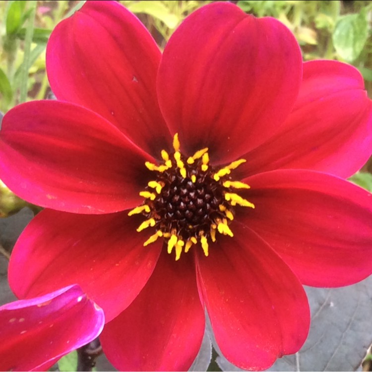 Plant image Dahlia 'Roxy'