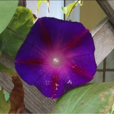 Morning Glory
